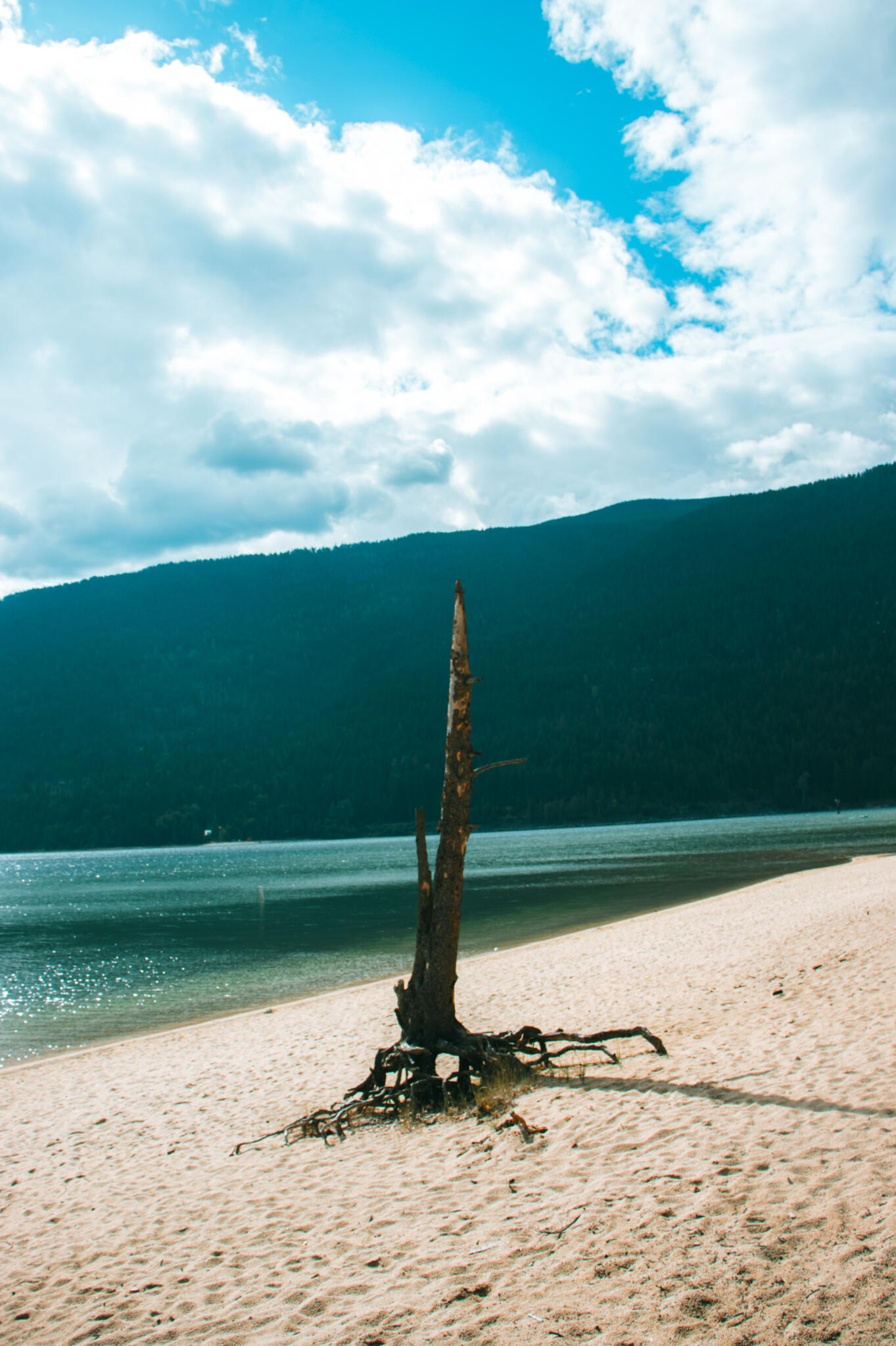 A tree stump on the beach, its rough texture contrasting with the smooth sand and the calm Kootenay lake in the background.